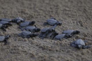 With Tourists Gone, Record Number of Baby Turtles Hatch