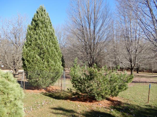 Odd Theft in Wisconsin: a Pine Tree