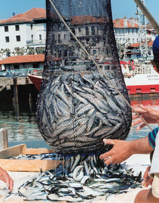 Overfishing Could Force You to Hold the Anchovies