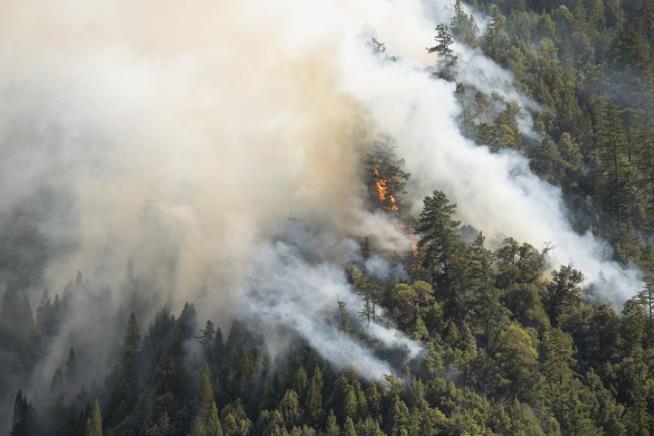 Calif. Fire Killed Hundreds of Centuries-Old Trees