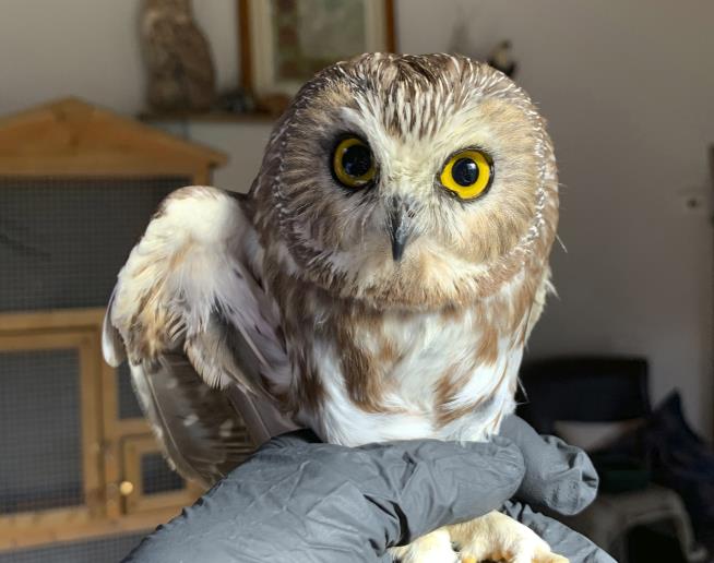 How the 'Adorable Owl' Is Doing
