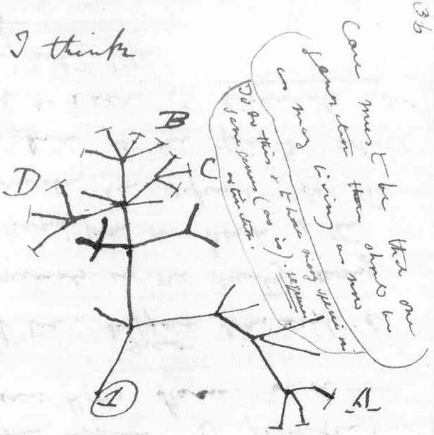 Darwin's Notebooks May Have Been Stolen