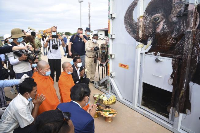 'World's Loneliest Elephant' Has a New Home