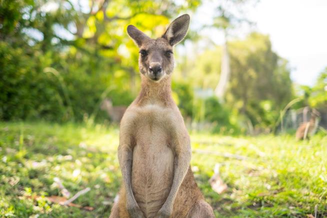 Jogger: Sarah Jessica Parker Perfume Lured Kangaroo