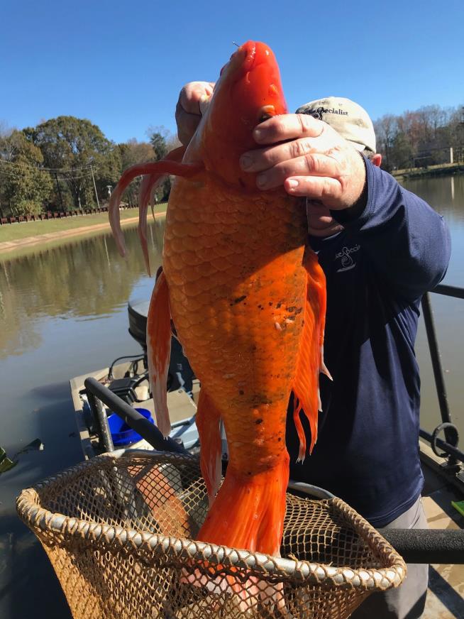 Parks Workers Find Monster Goldfish in Lake