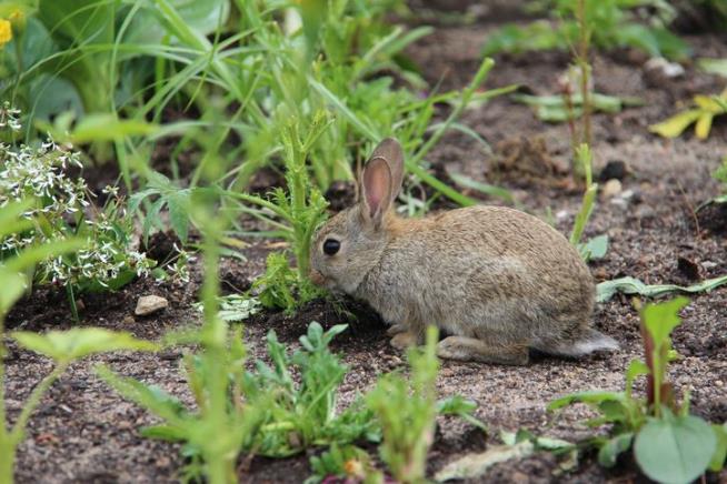 A Deadly Rabbit Disease Is Spreading