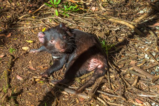 Tasmanian Devils May Survive Contagious Cancer After All