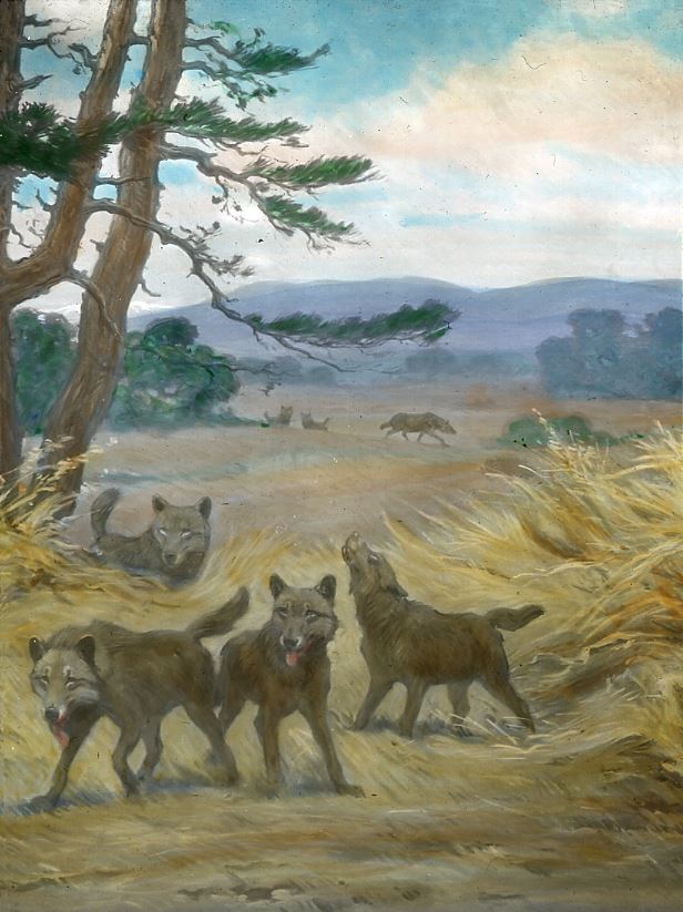 Study of Dire Wolf DNA Has Surprising Results