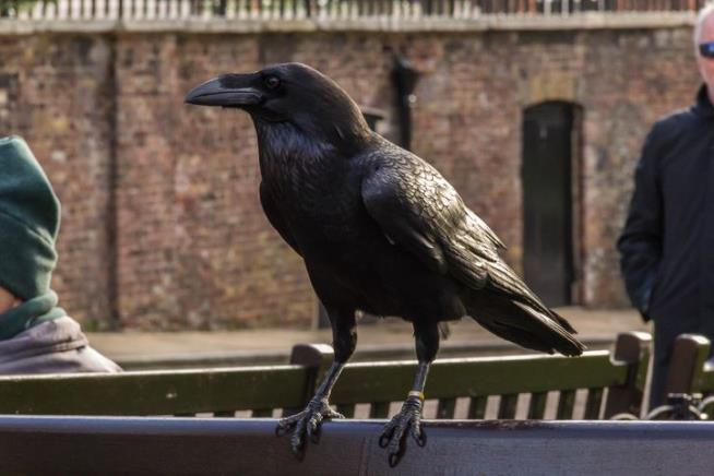 London Is Worried About a Missing Raven