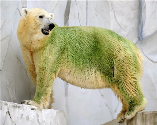 Zoo's Polar Bears Go Green