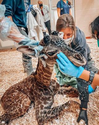 Tragedy Follows Long-Awaited Zoo Birth