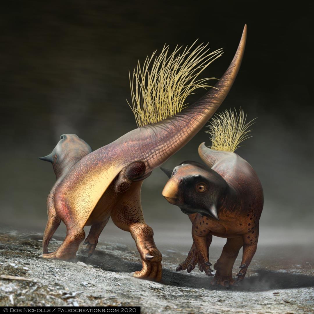Paleontologists gain insight into the butt of a dinosaur