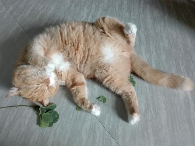 Catnip Is Fun for Cats, but Also 'Functional'