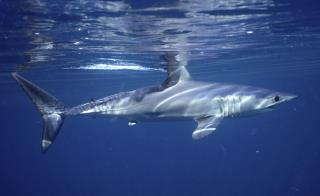 Shark Populations Have Plunged 71% Since 1970