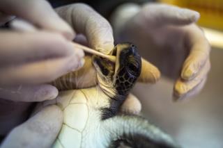 After Oil Spill, Sea Turtles Are Fed Mayo as a Cure-All
