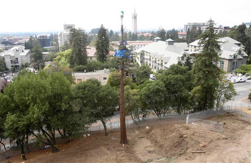 Berkeley Tree-Sitters Finally Climb Down
