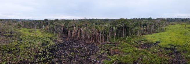 Illegally Cleared Rainforest Plots for Sale on Facebook