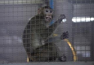 Vaccine Research Needs Monkeys