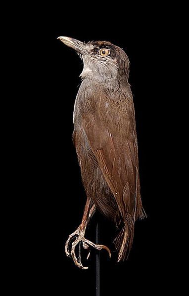 170 Years Later, a Long-Lost Bird Is Back