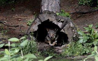 2 Endangered Wolves Released in North Carolina