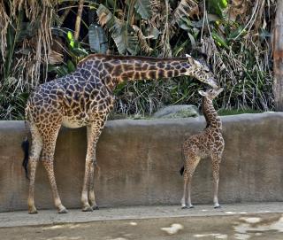 LA Zoo Giraffe Dies After Delivering Stillborn Calf