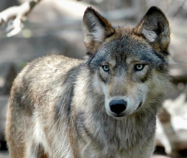 Hunters Kill 20% of Wisconsin's Wolves in 60 Hours