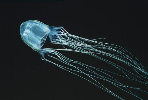 The teenager dies from a jellyfish from a rare attack