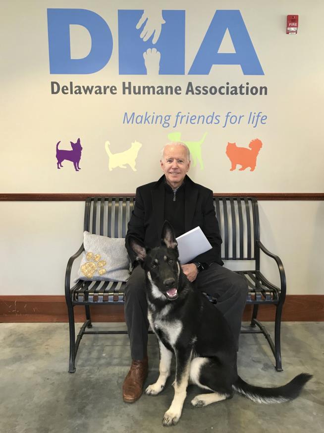 Biden's Dog Sent Back to Delaware: Report