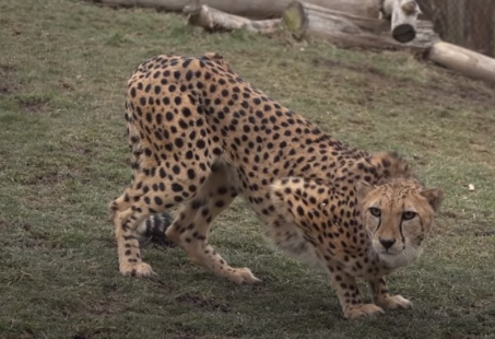 Cheetah Attacks Zoo's Giraffe Keeper