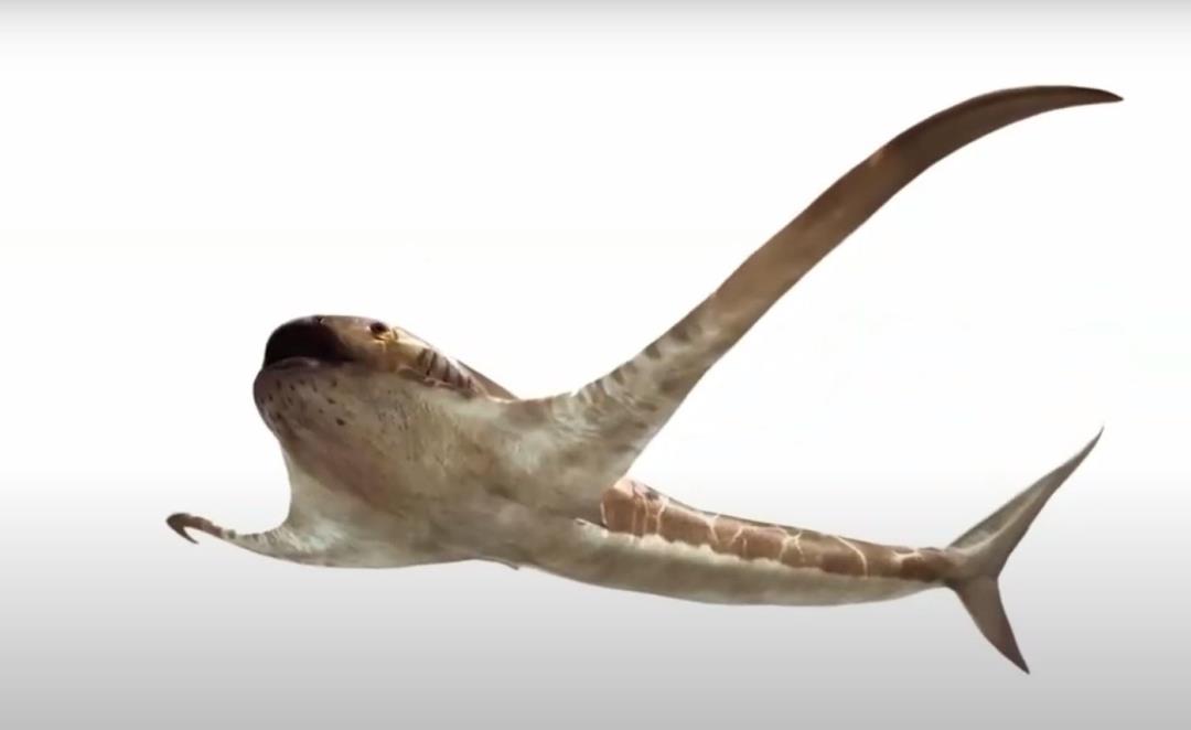 The “eagle shark” swam in the ancient seas