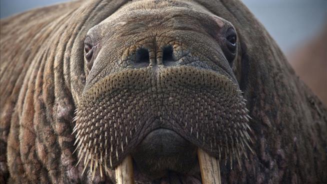 Lost Walrus Has Now Been Spotted in Wales