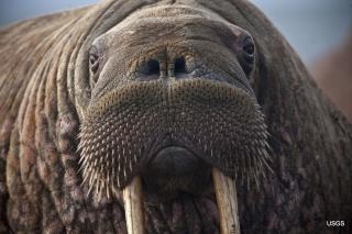 Lost Walrus Has Now Been Spotted in Wales