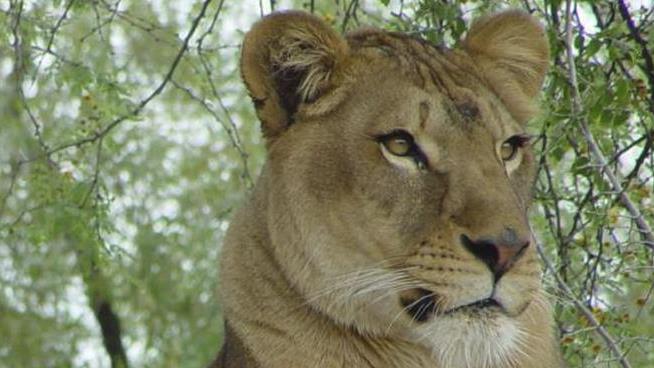 Poison Suspected After 6 Lions Found Dead in Uganda