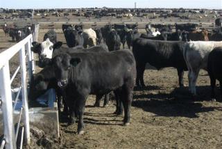 Rancher Scammed Tyson With 266K Fake Cows