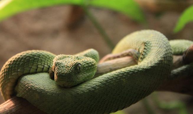 Venomous Snake Bites San Diego Zoo Worker
