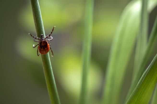 Think You're Safe From Ticks at the Beach? Think Again