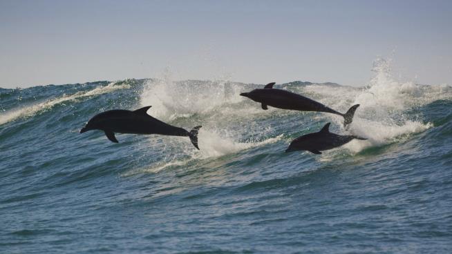 When Dolphins Need Help, They Call Their Friends