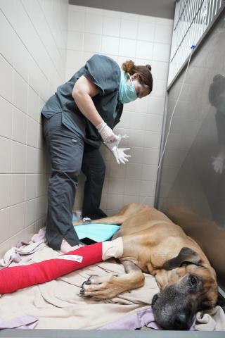 Pet Boom During Pandemic Strains Veterinarians, Staffs