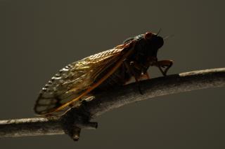 Some Cicada Broods Going Extinct, Thanks to Sprawl