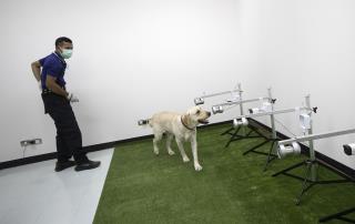A Labrador Test Instead of a Lab Test For COVID-19