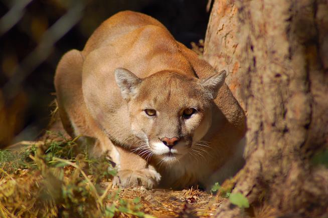 Mountain Lion Sees Trophy Heads, Breaks Into House