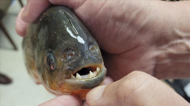 Try Not to Worry Too Much About the Piranha in the Lake