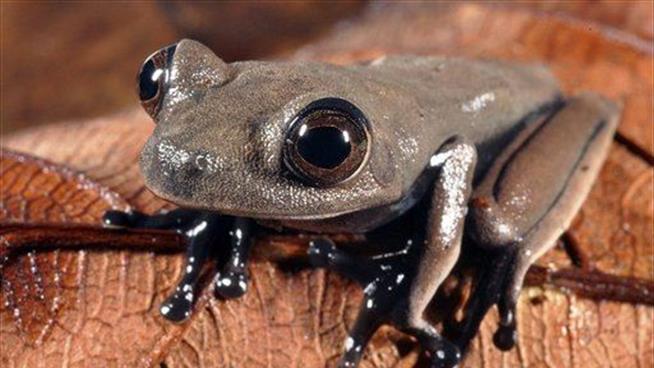 'Chocolate Frog' Discovered in New Guinea Swamp