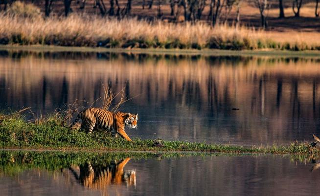 Authorities Pounce on Notorious Tiger Poacher