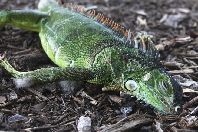 Florida Man Cites 'Stand Your Ground' in Iguana Killing