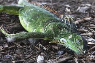 Florida Man Cites 'Stand Your Ground' in Iguana Killing