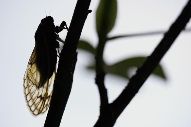 FDA: Don't Eat Cicadas If You Have Seafood Allergy