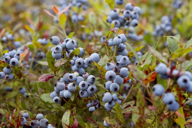 Trouble May Lurk for Maine's Beloved Blueberries