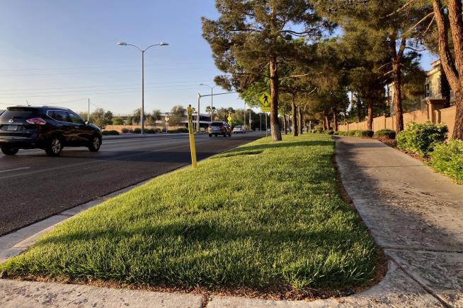 Las Vegas Valley Banning 'Non-Functional' Grass