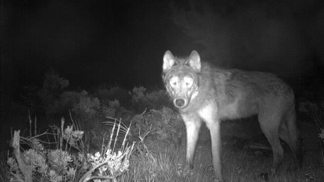 Colorado Welcomes First Wolf Family in 80 Years